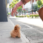 Jom - Maltipoo (Brown & White)