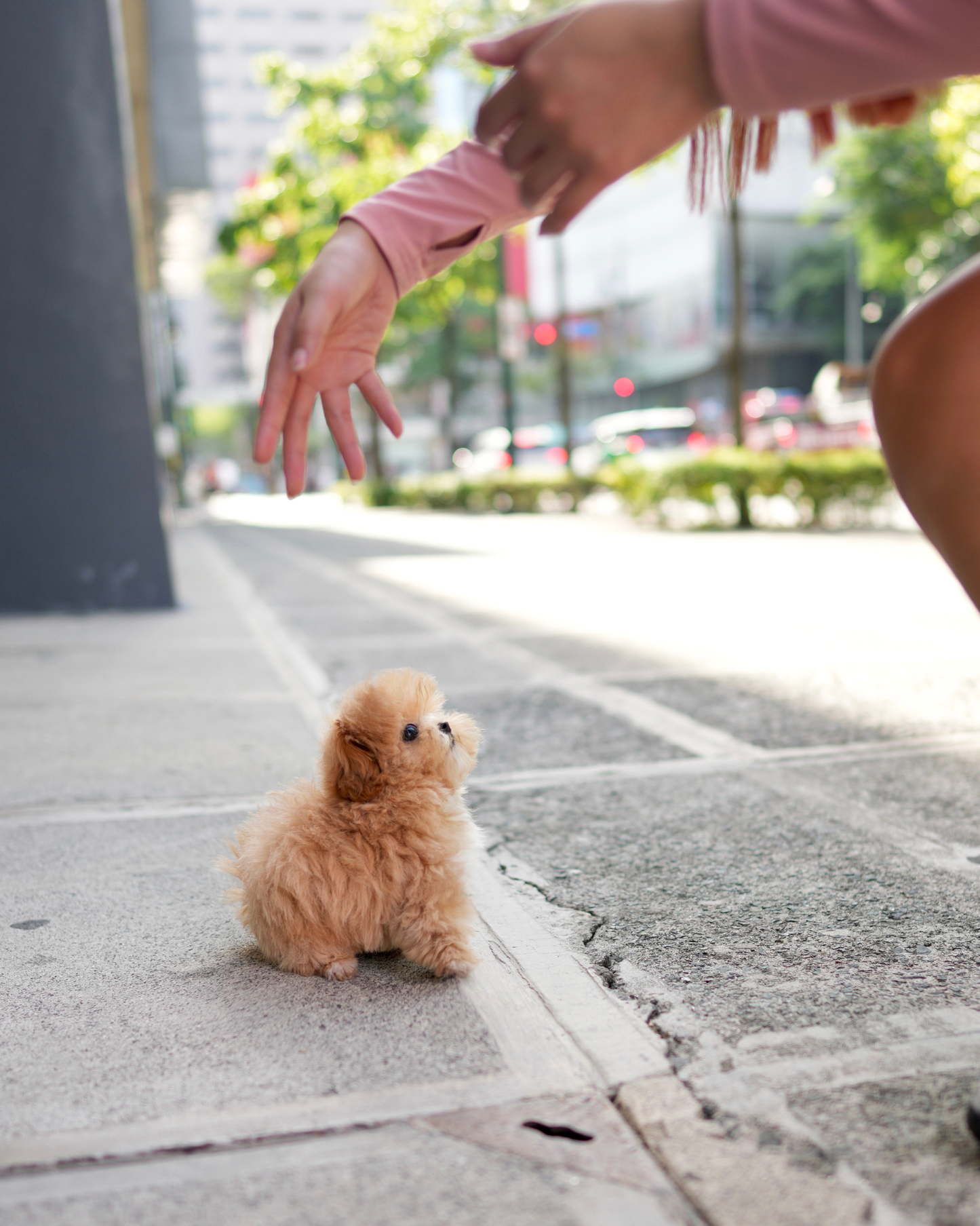 Jom - Maltipoo (Brown & White)
