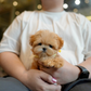 Althea - Teacup Maltipoo (Brown & White)