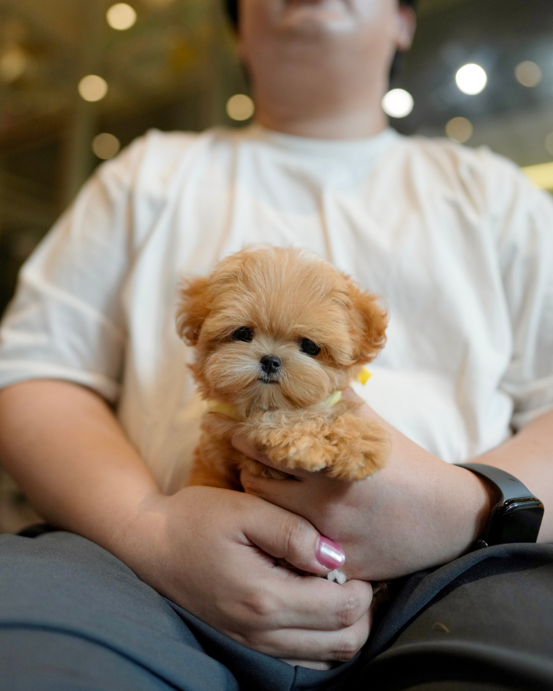 Althea - Teacup Maltipoo (Brown & White)