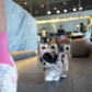 Greg - Maltipoo (Blue Merle)