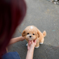Rodel - Maltipoo (Brown & White)