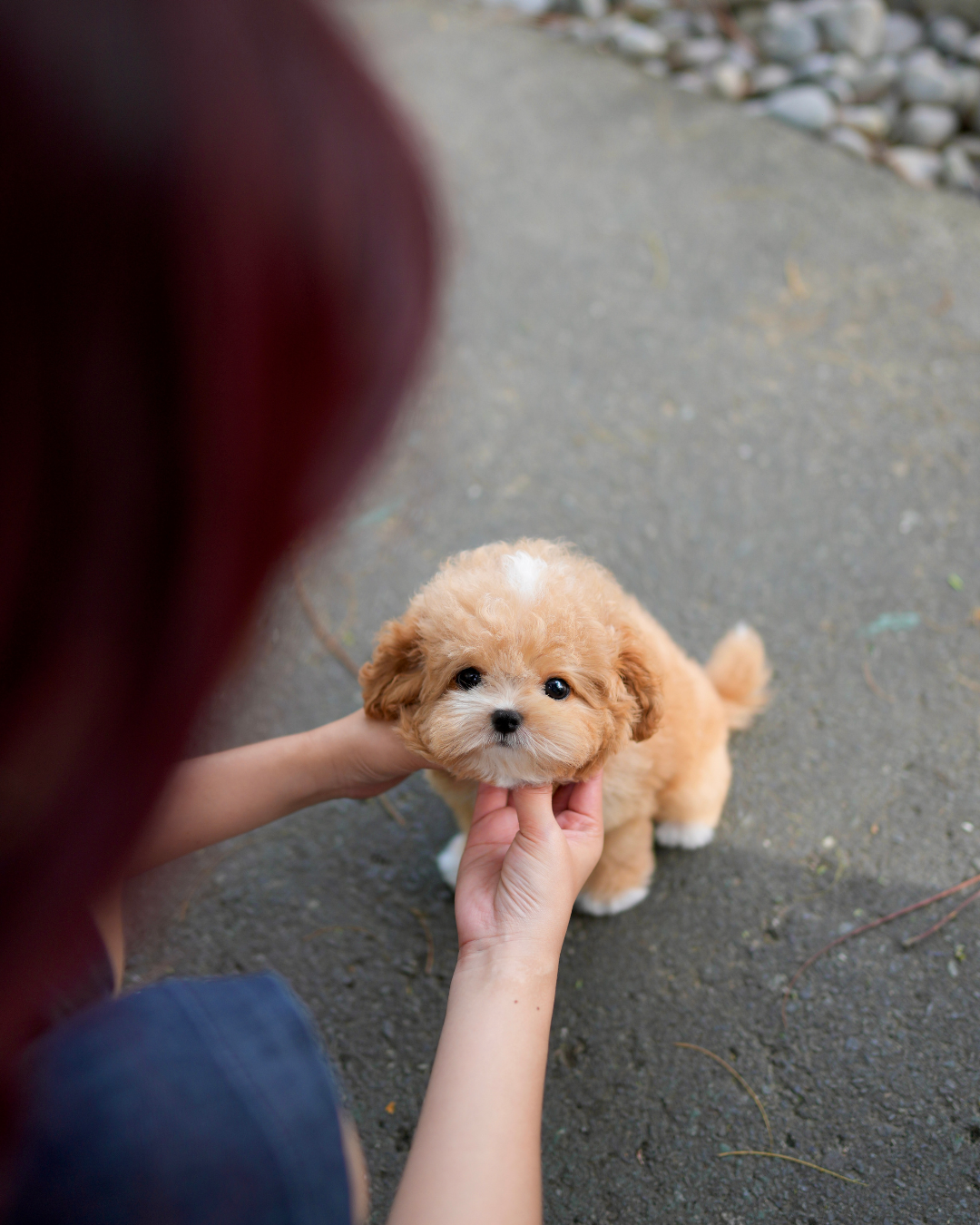 Rodel - Maltipoo (Brown & White)