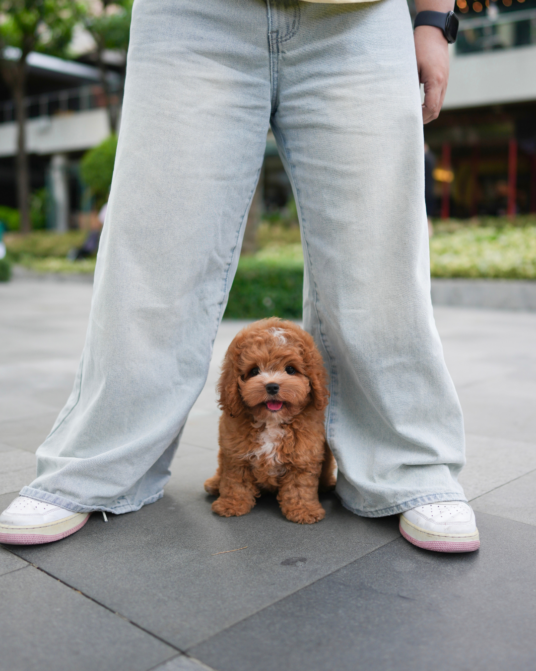 Austie - Mini Golden Doodle (Brown & White)
