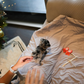 Yannie - Teacup Chihuahua (Blue Merle)