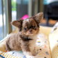 Marco - Teacup Chihuahua (Choco Merle)