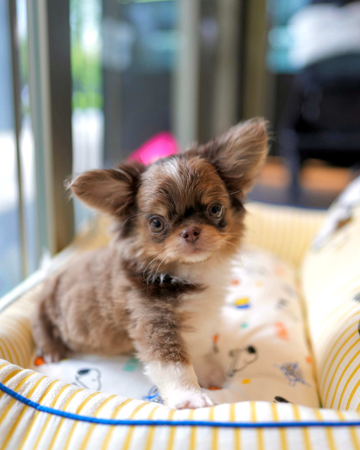 Marco - Teacup Chihuahua (Choco Merle)