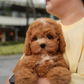 Austie - Mini Golden Doodle (Brown & White)