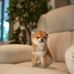 Butter - Mame Shiba (Red)
