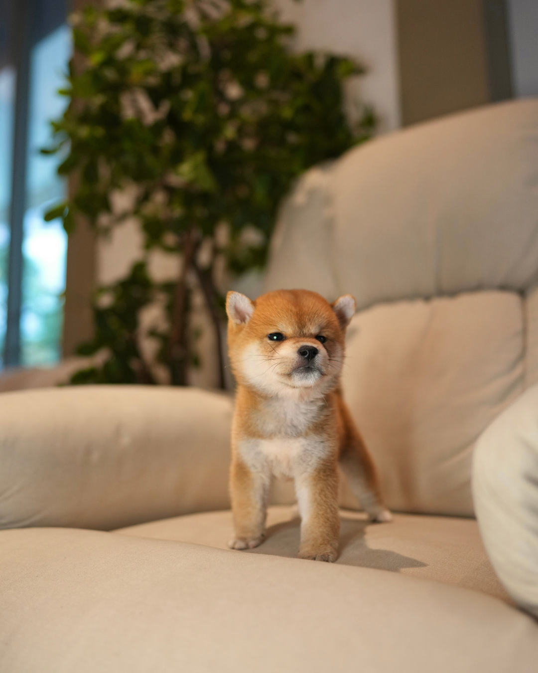 Butter - Mame Shiba (Red)