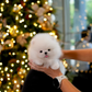 Dexter - Pomeranian (White)