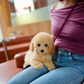 Daisy - Mini Golden Doodle (Brown)