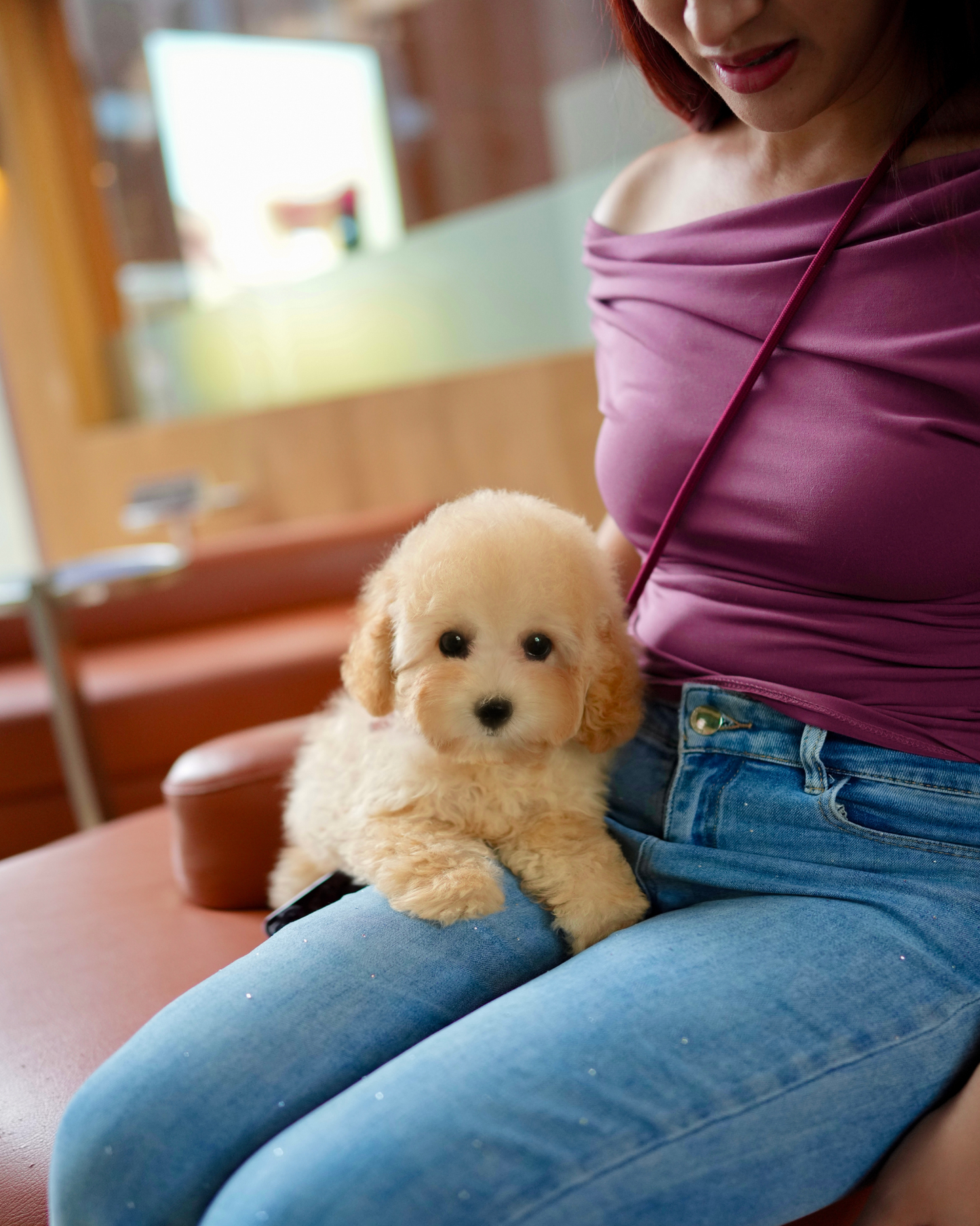 Daisy - Mini Golden Doodle (Brown)