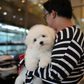 Max - Coton de Tulear (White)