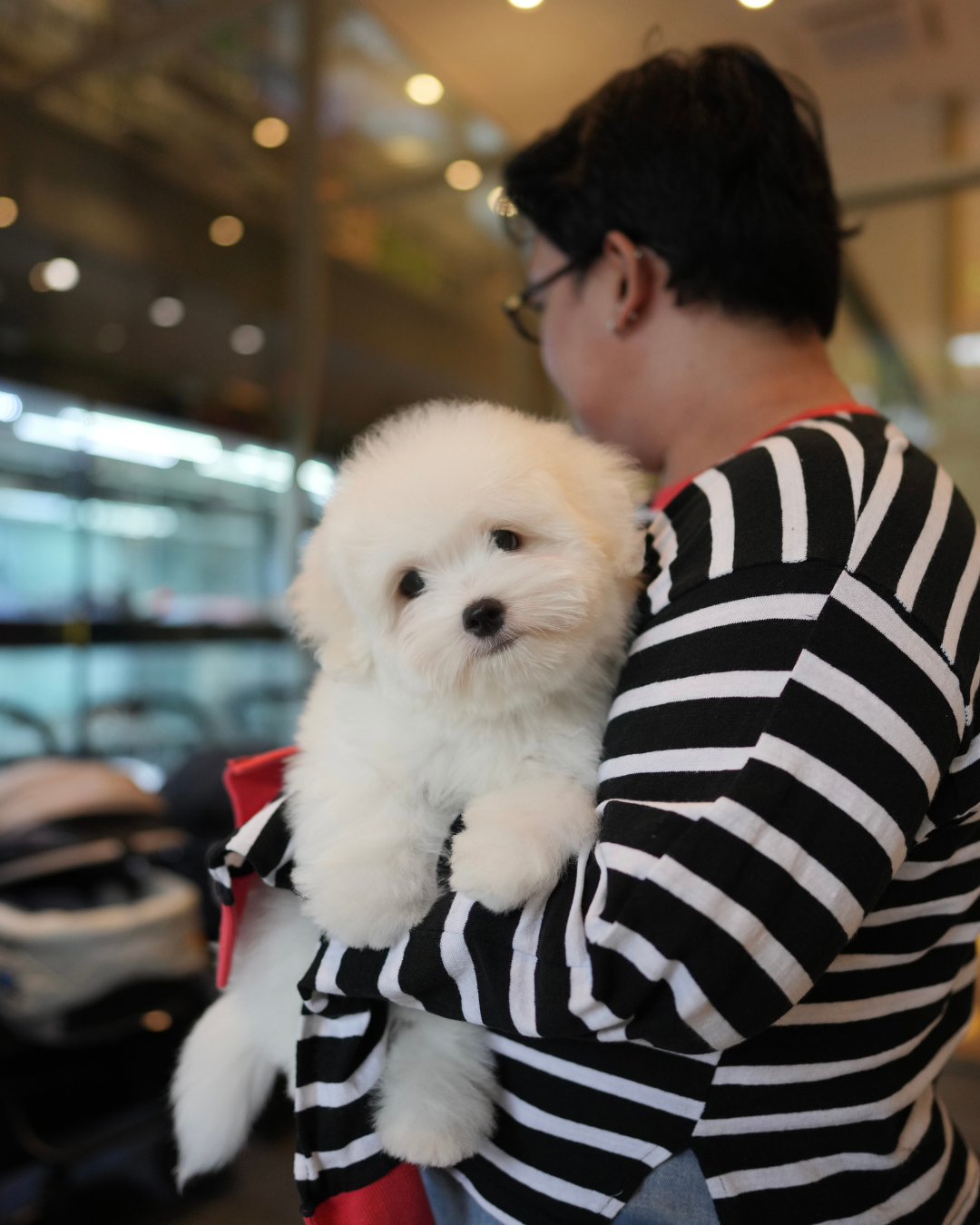 Max - Coton de Tulear (White)