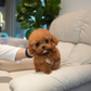 Fatima - Tiny Poodle (Red)