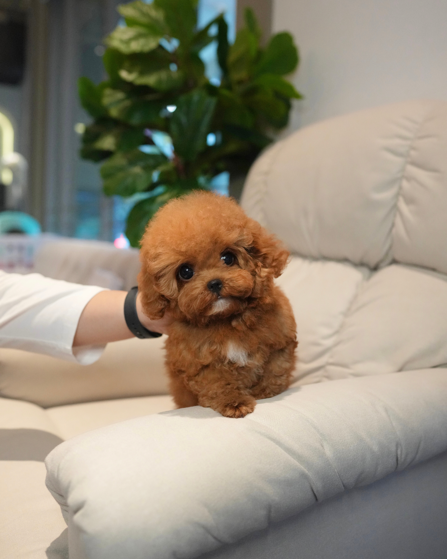 Fatima - Tiny Poodle (Red)