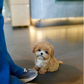 Riva - Teacup Maltipoo (Brown & White)