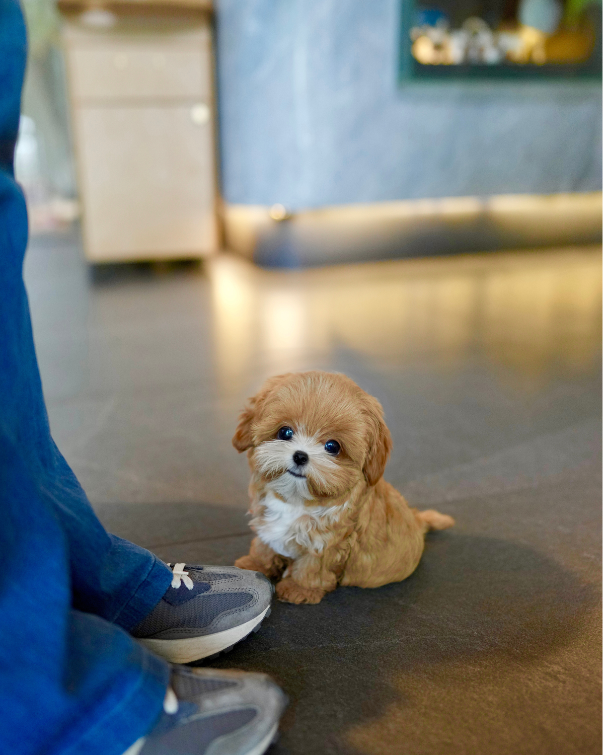 Riva - Teacup Maltipoo (Brown & White)