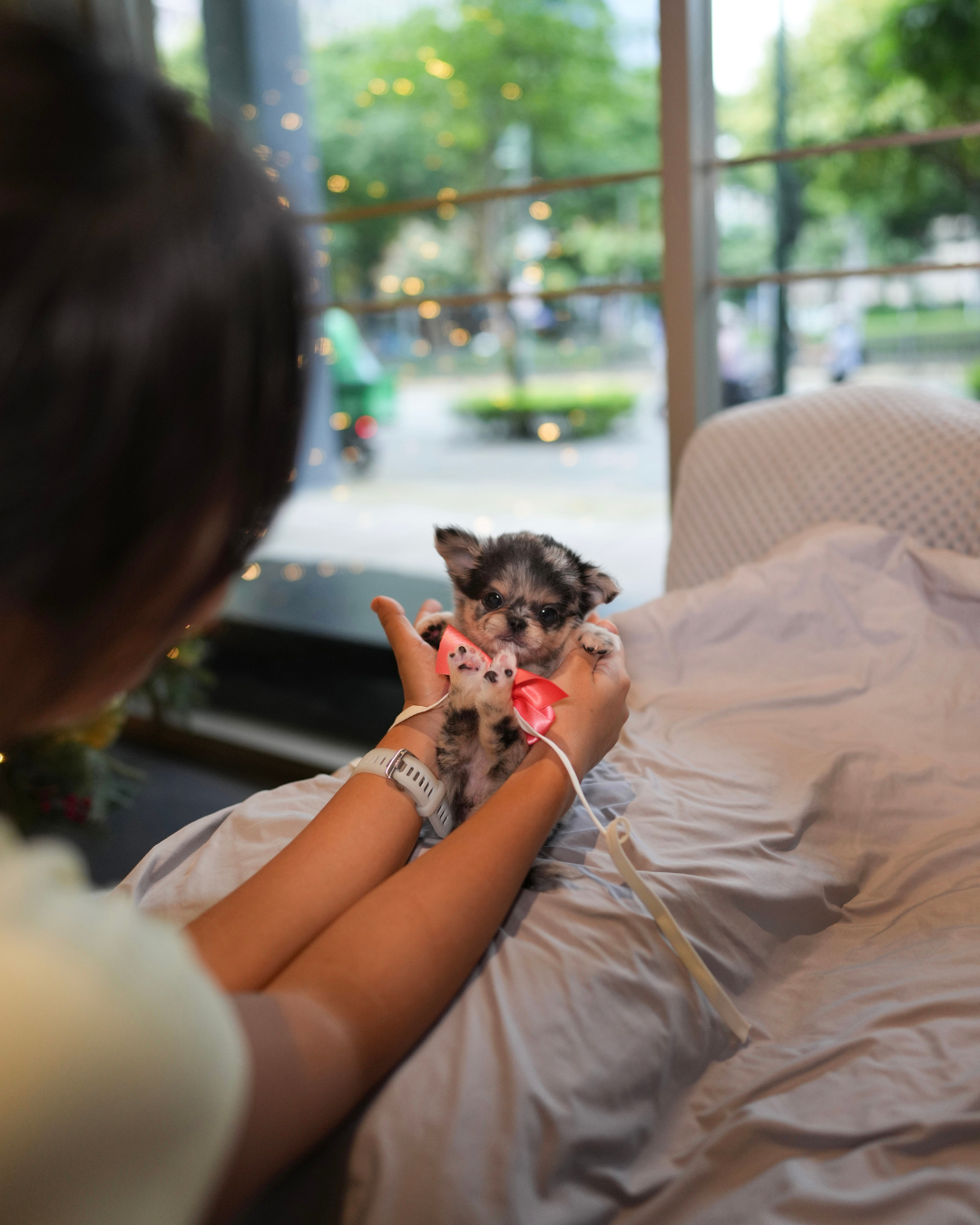 Yannie - Teacup Chihuahua (Blue Merle)