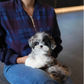 Greg - Maltipoo (Blue Merle)