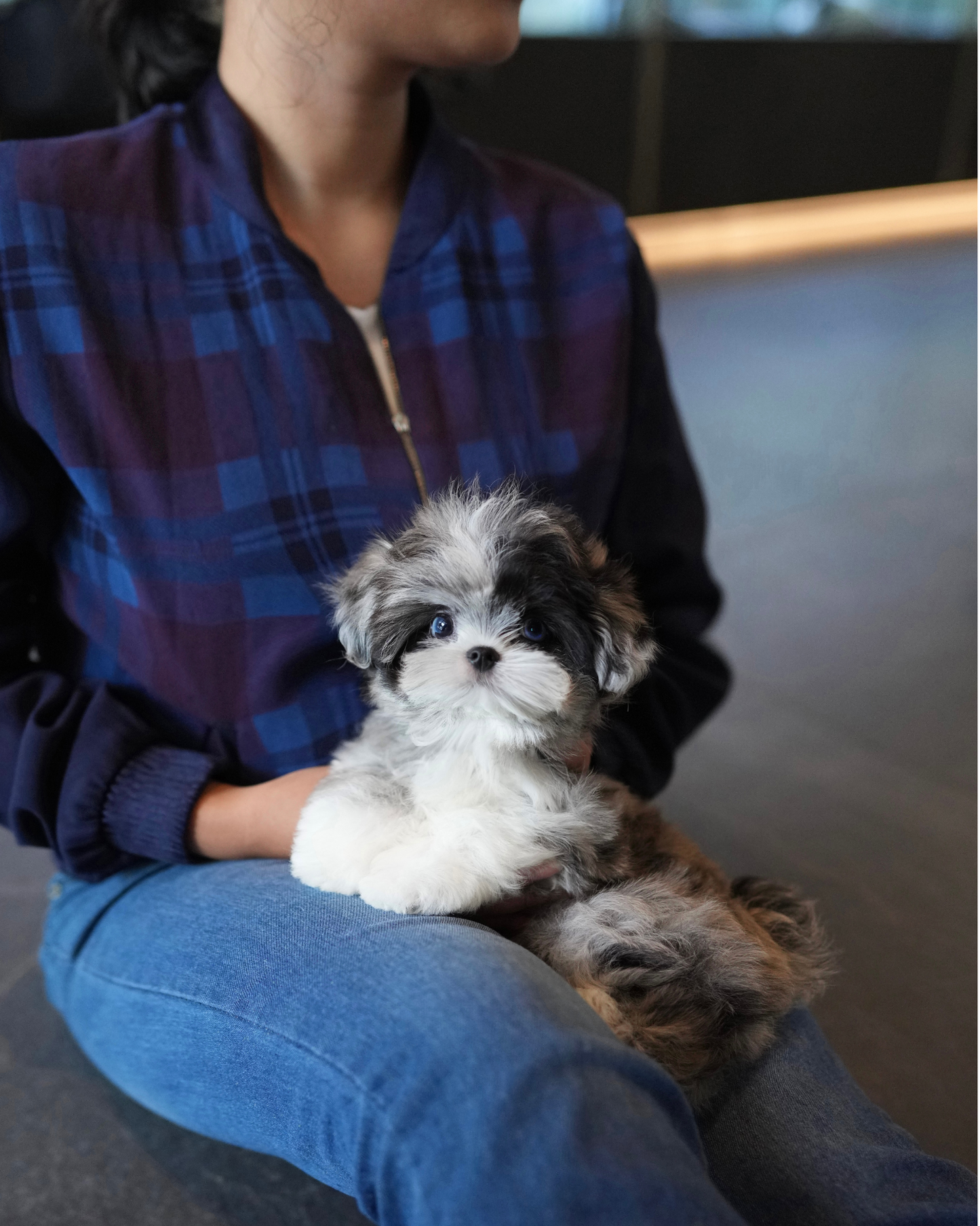 Greg - Maltipoo (Blue Merle)