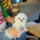 Iza - Maltese (White)