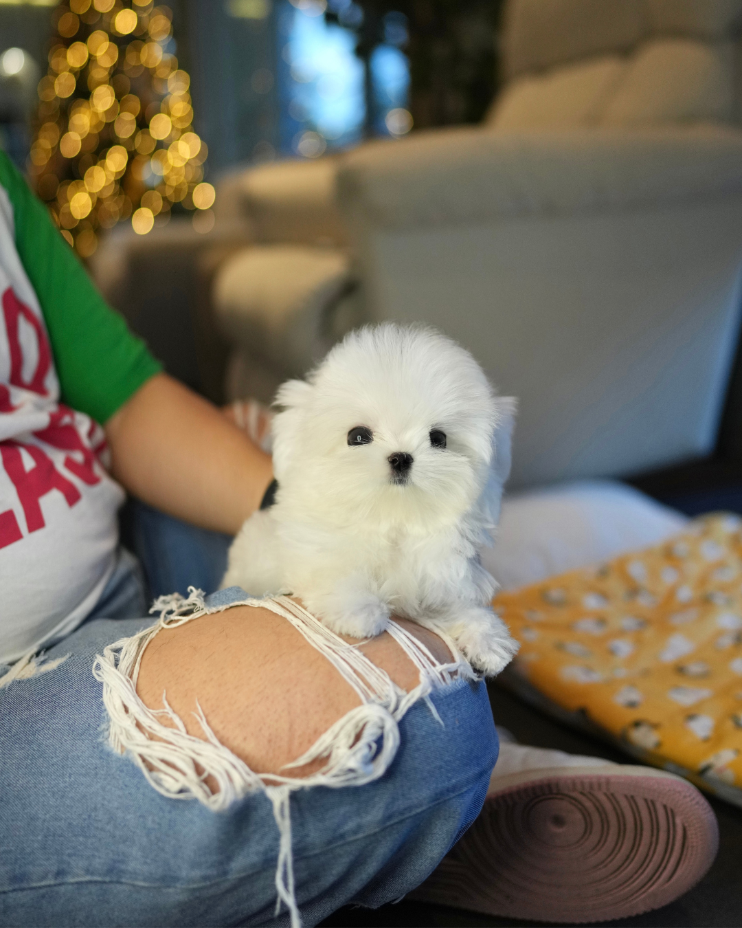 Iza - Maltese (White)