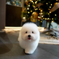 Mica - Coton de Tulear (White)