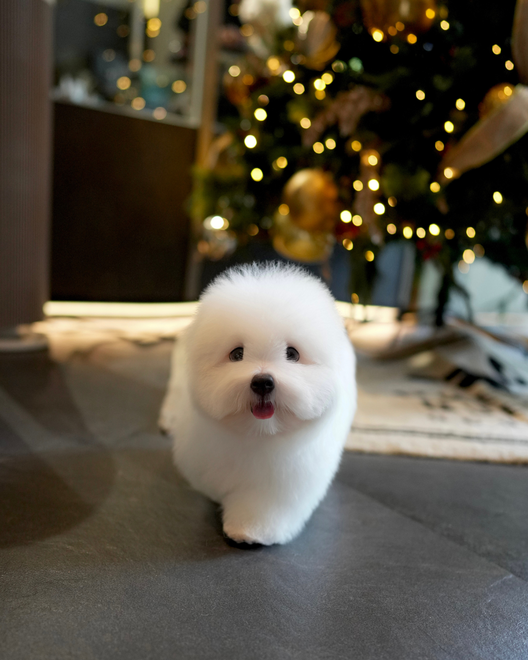 Mica - Coton de Tulear (White)