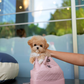 Jom - Maltipoo (Brown & White)