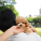 Rodel - Maltipoo (Brown & White)