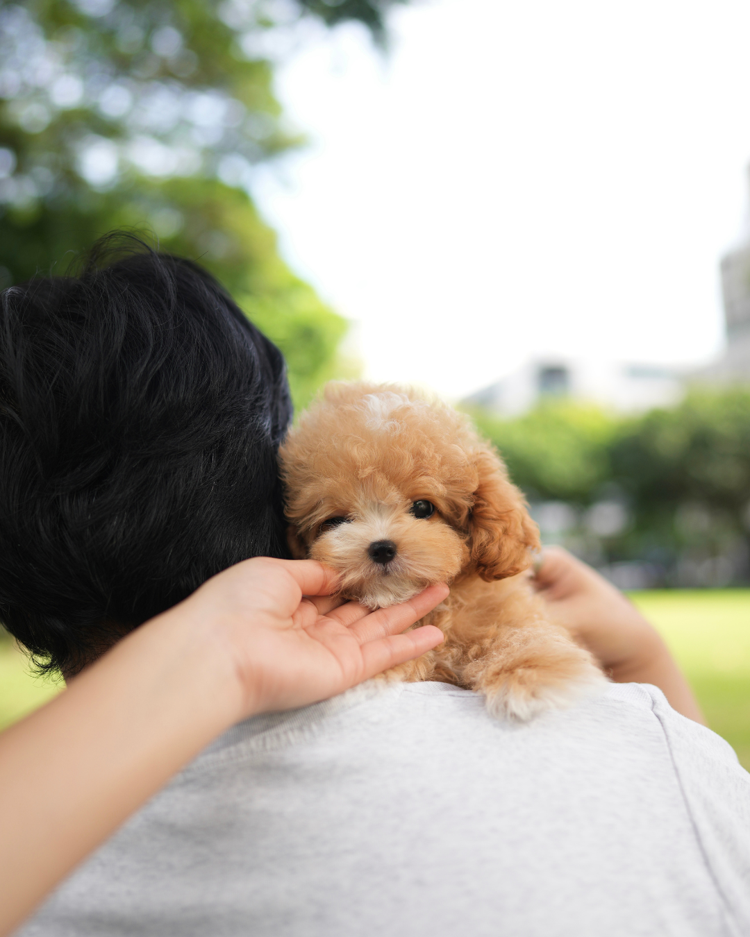 Rodel - Maltipoo (Brown & White)