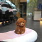 Naya - Tiny Poodle (Red)