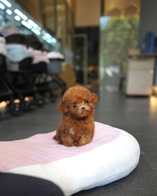 Naya - Tiny Poodle (Red)