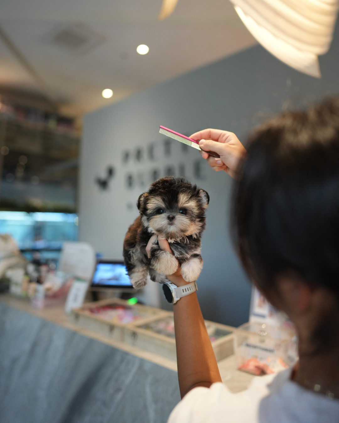 Sage - Teacup Morkie (Black & Tan)