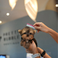 Aria - Teacup Yorkshire Terrier (Silver)