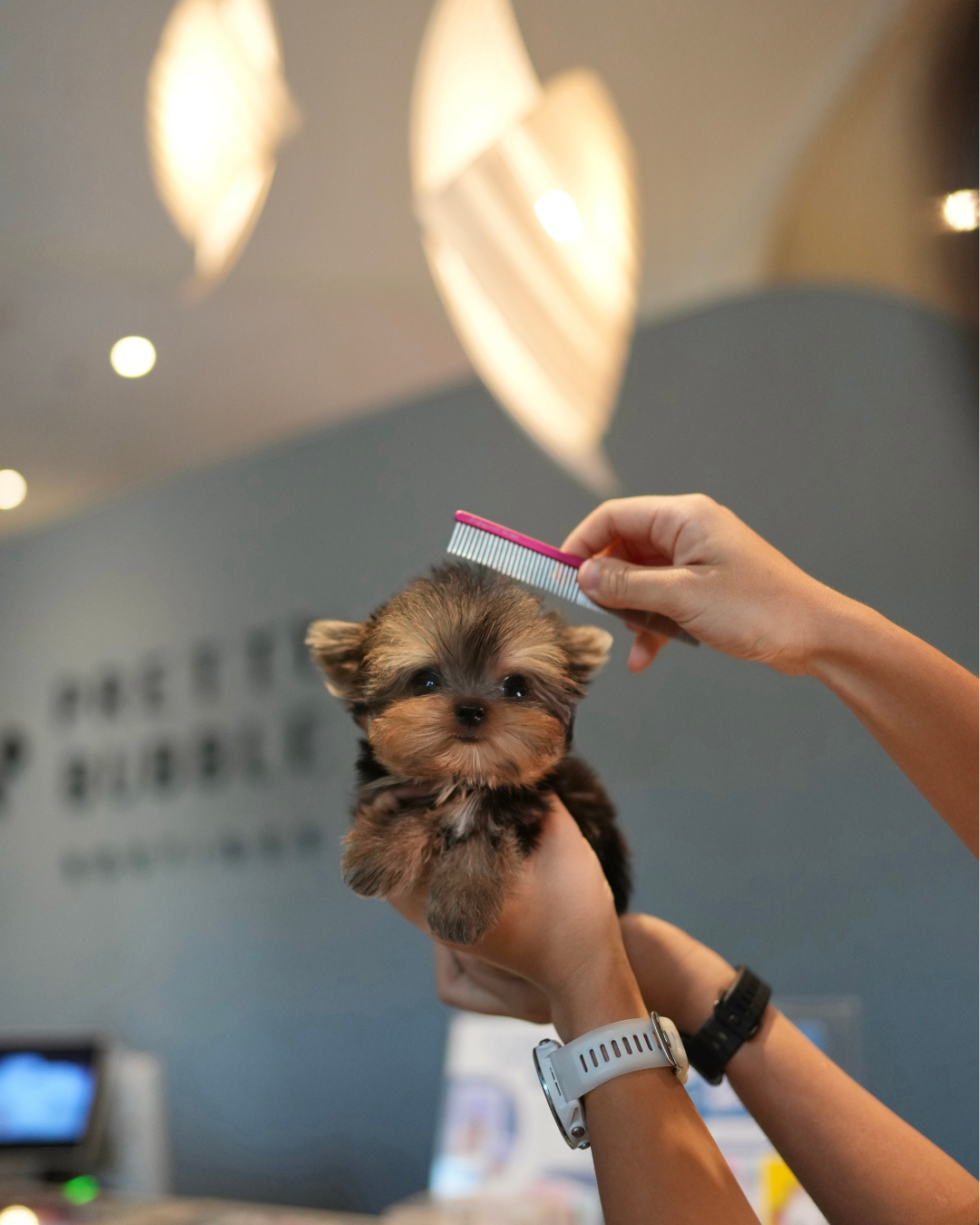 Aria - Teacup Yorkshire Terrier (Silver)