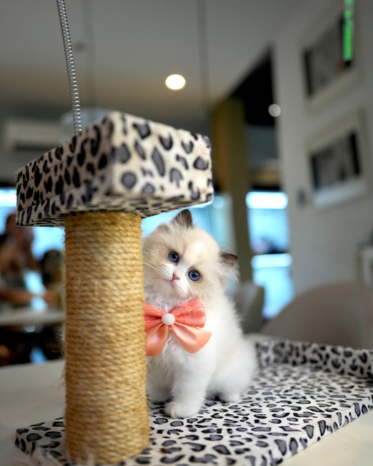 Maybel - Ragdoll (Blue Bi-Color)