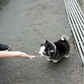 Phoebe - Mini Pomsky (Black & White)