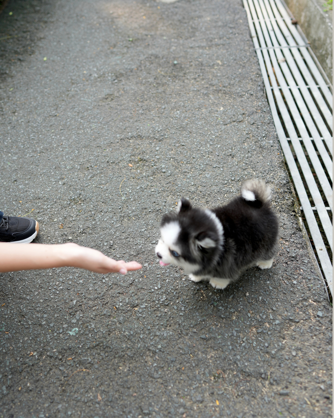 Phoebe - Mini Pomsky (Black & White)