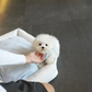 Eros - Mini Bichon (White)