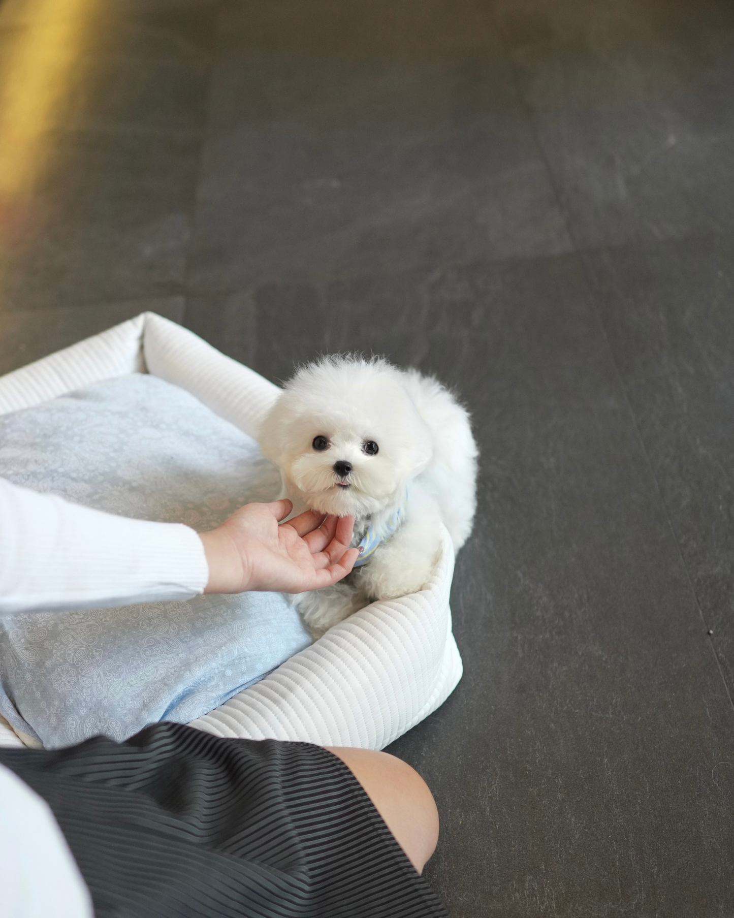 Eros - Mini Bichon (White)