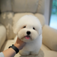 Huimang - Coton de Tulear (White)