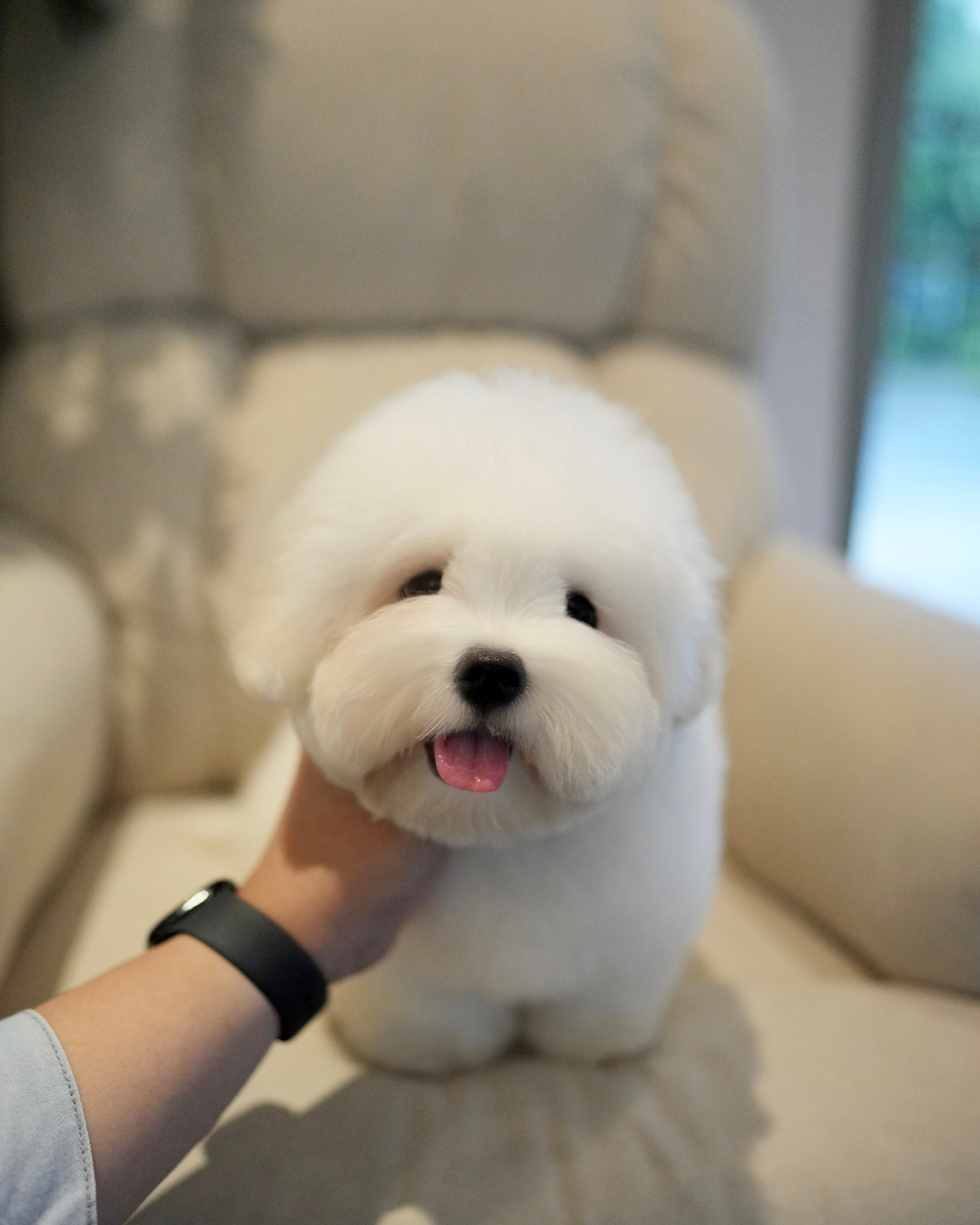 Huimang - Coton de Tulear (White)
