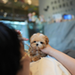 Althea - Teacup Maltipoo (Brown & White)