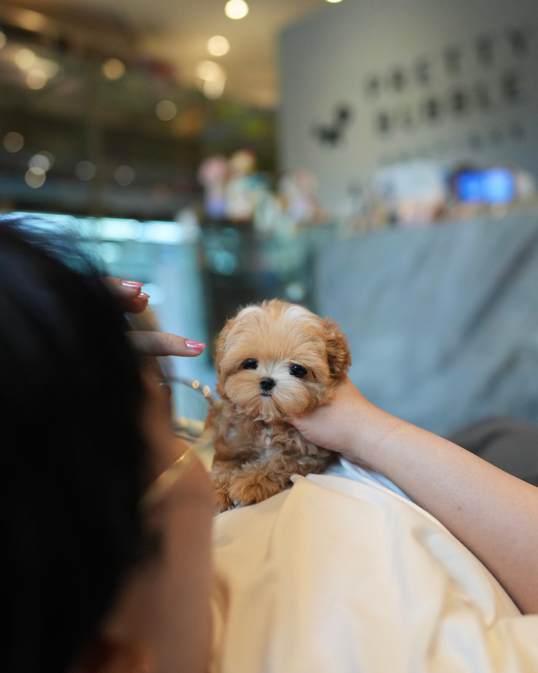 Althea - Teacup Maltipoo (Brown & White)