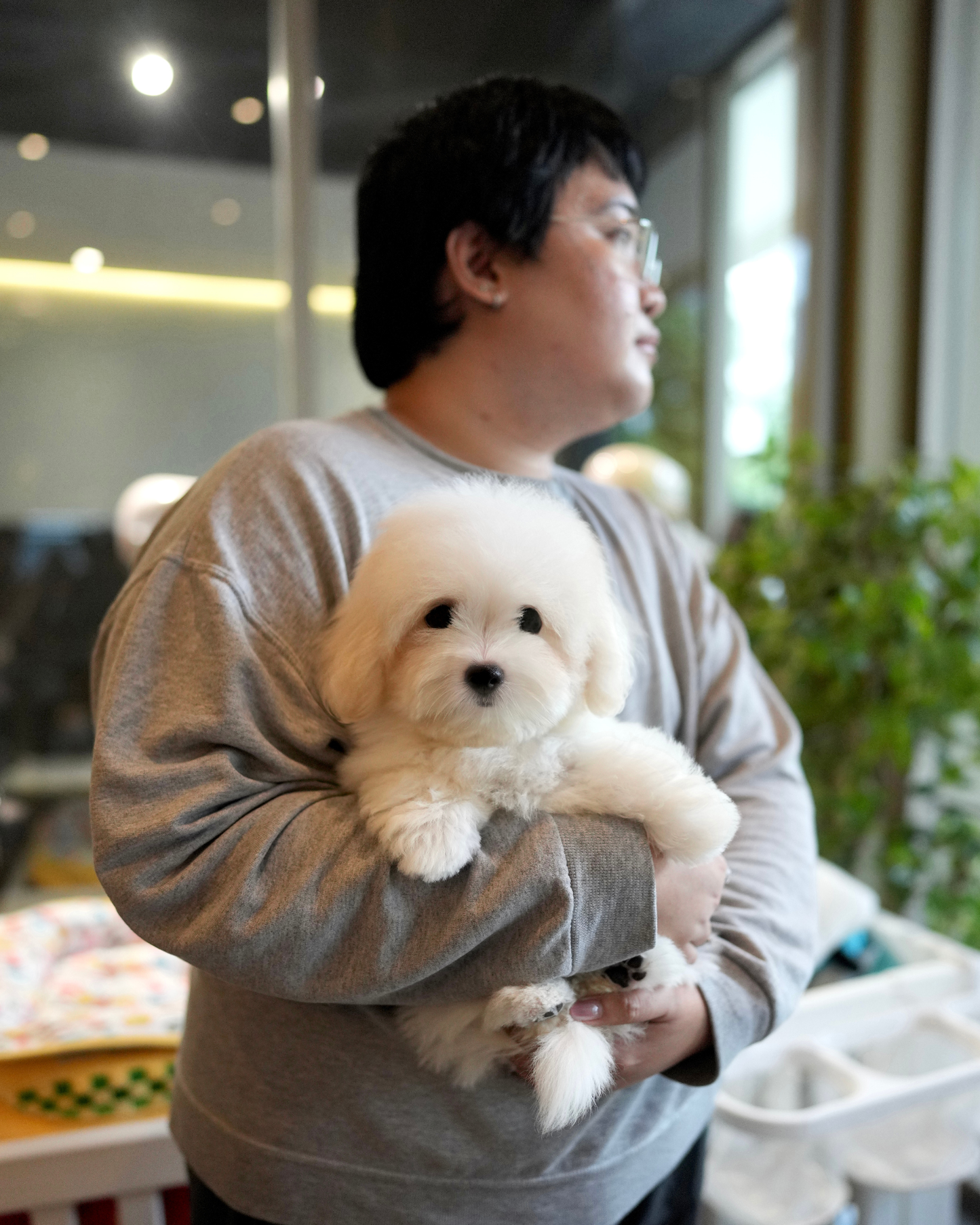 Tami - Coton de Tulear (White)