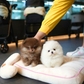 Tasha - Pomeranian (White)