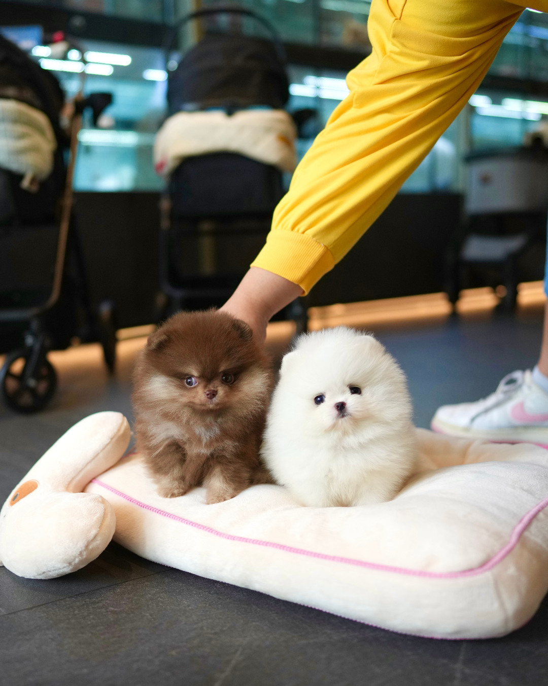 Tasha - Pomeranian (White)